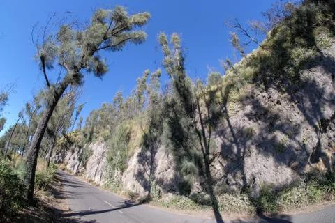 Pine tree and shadow of the tree with the  blue sky at Mount Dingklik , East  Stock Photos