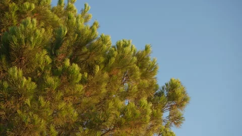 Pine tree and sky Stock Footage 313555298