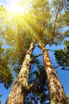 Pine tree and sun. Bottom view Stock Photos