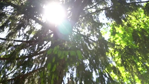 Pine Tree and Sunshine Stock Footage 196983835
