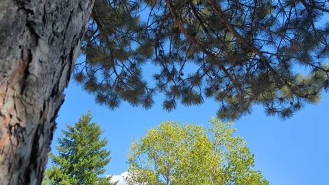 A pine tree and two green trees in the background, blue sky Video stock 342736254