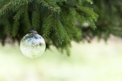 Pine tree and white buble Stock Photos