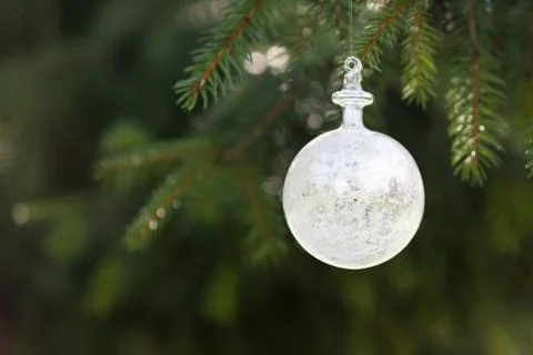 Pine tree and white buble Stock Photos