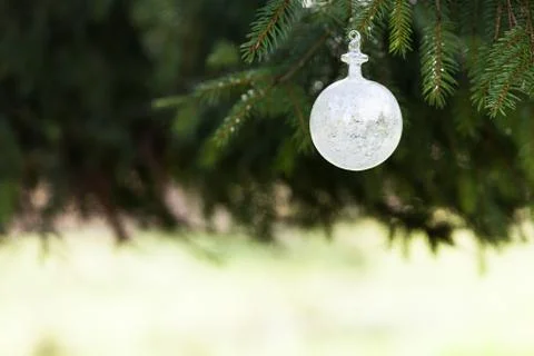 Pine tree and white buble Stock Photos