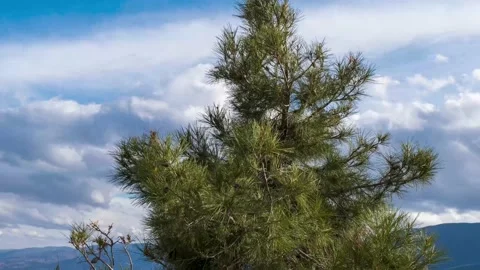 Pine tree and white clouds Stock-Footage 231590977