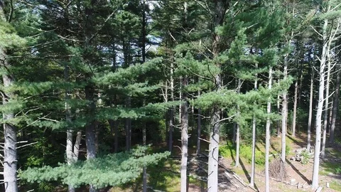Pine Tree Ascent in Summer Forest. Aerial, 4K Stock Footage 94748707