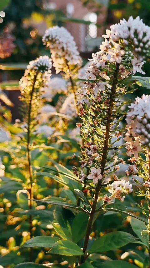Pine tree in autumn, flowers, sunlight, golden hour, garden, plant, flower, Stock Footage 246609000