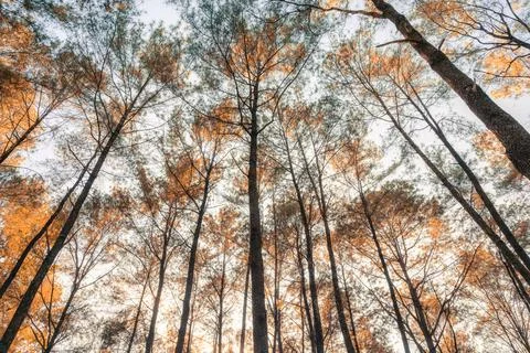 Pine tree in autumn forest at the evening Stock Photos