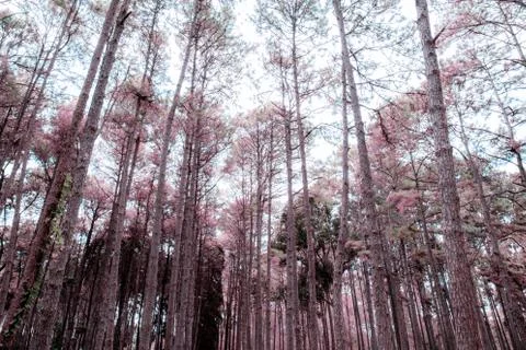 Pine tree in autumn. Stock Photos