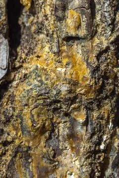 Pine tree back for barkground, texture Stock-Fotos