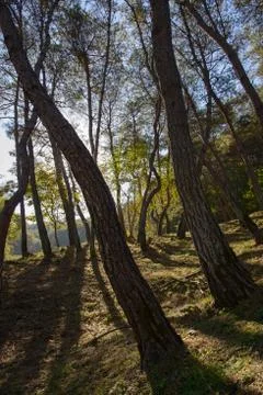 Pine tree with back lit Foto stock