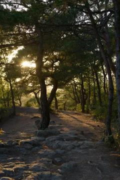 Pine tree with back lit Stock Photos