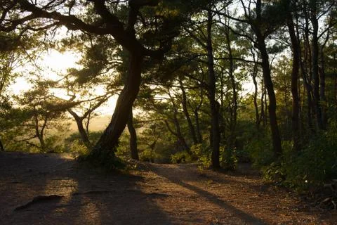 Pine tree with back lit Stock Photos