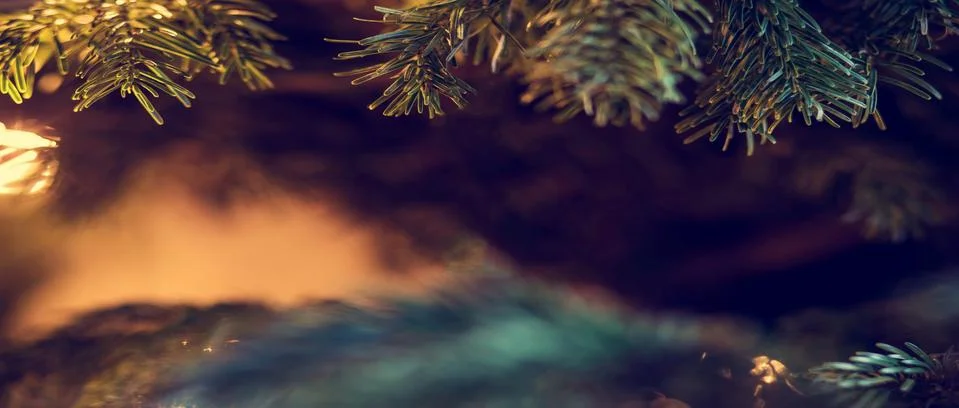 Pine tree background banner Christmas wallpaper concept. Copy space. Stock Photos