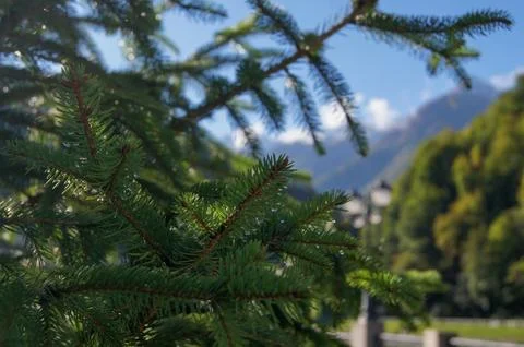 Pine tree at the background of blue sky and mountains Stock Photos