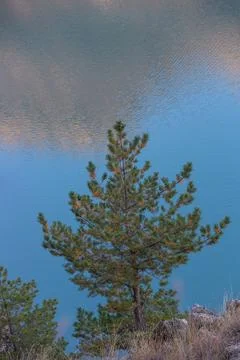 Pine tree on a background of blue water Stock Photos
