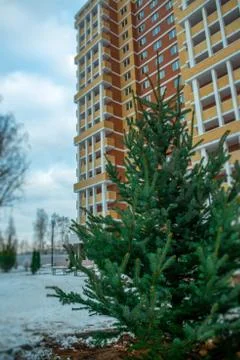 Pine tree background building Stock Photos