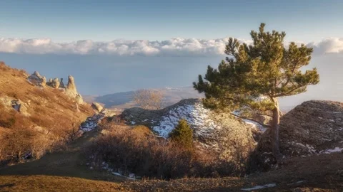 Pine tree on the background of clouds Stock Footage 307760124