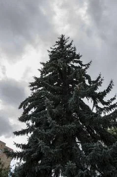Pine tree on the background of the cloudy sky in the city Stock Photos