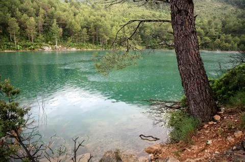 Pine tree on background green lake, spain 스톡 사진