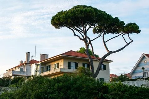 Pine tree on the background of a house in Cascais, Portugal. Stock Photos
