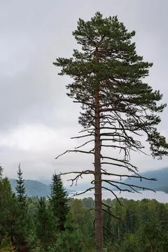 Pine tree on the background of a mountain lake, Altai, Russia Stock Photos