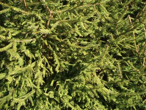 Pine tree background Stock-Fotos