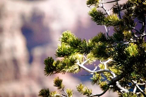 Pine tree background 写真素材