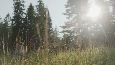 Pine Tree On Background Of Sky. Stock Footage 254262204