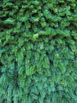 Pine tree background texture. Pine tree background. Pine tree background Stock Photos