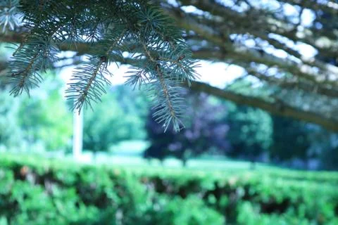 A pine tree in the backyard Foto stock