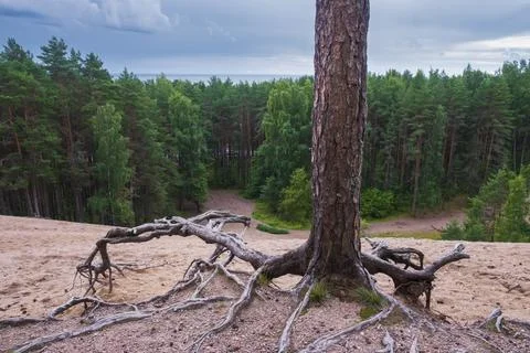 A pine tree with bare bizarre roots on a sand dune overlooking the forest and Stock Photos