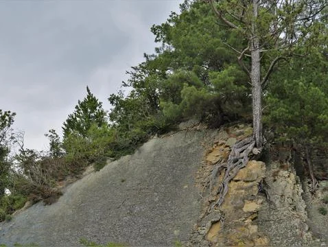 Pine tree with bare roots on a rock Stock Photos