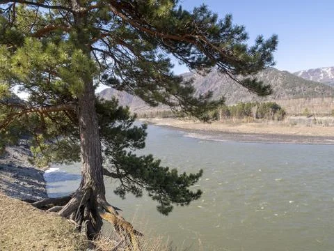 A pine tree with bare roots on the steep bank of the mountain Katun River Stock Photos