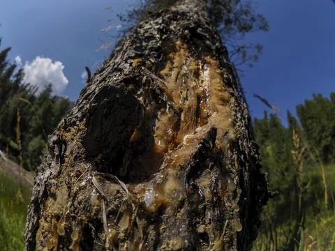Pine Tree Bark With Amber Sap Oozing In Sunny Forest Landscape Stock Photos