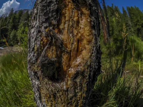 Pine Tree Bark With Amber Sap Oozing In Sunny Forest Landscape Stock Photos