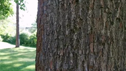 Pine tree bark and branches Stock-Footage 132238583