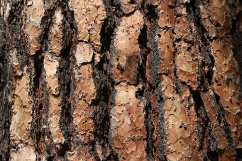 Pine tree bark background pattern - Yosemite National Park nature. Stockfoto's