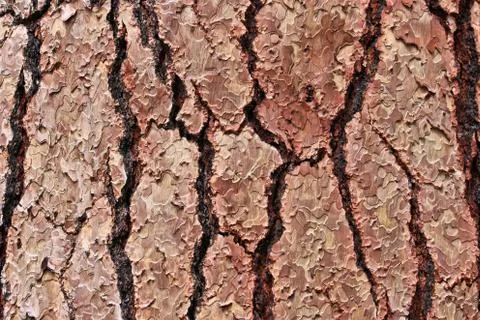 Pine tree bark background pattern - Yosemite National Park nature. Stockfoto's