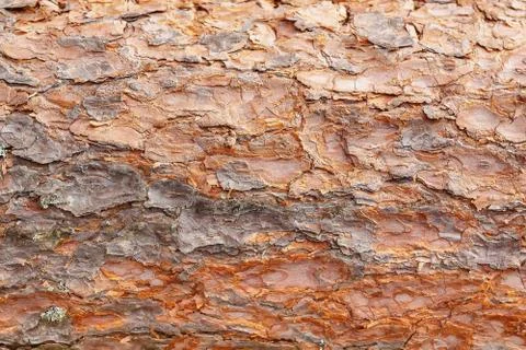 Pine tree bark background. Stock Photos