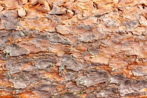 Pine tree bark background. Stock Photos