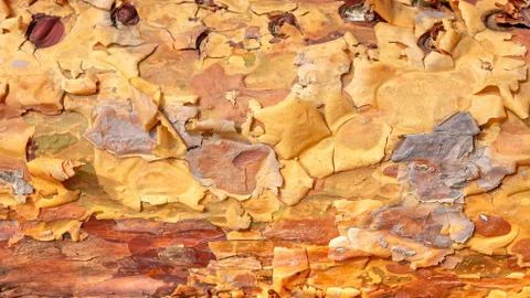 Pine tree bark background. Stock Photos