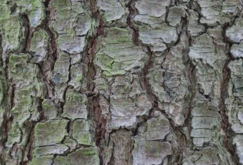 Pine tree bark, background. Stock Photos