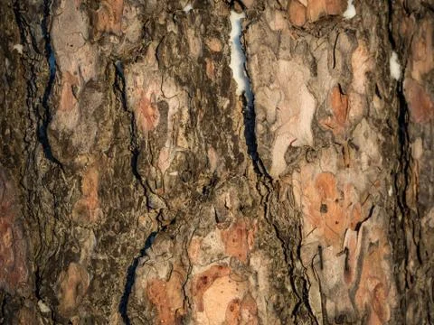 Pine tree bark background in sunlight, Novosibirsk, Russia Stock Photos