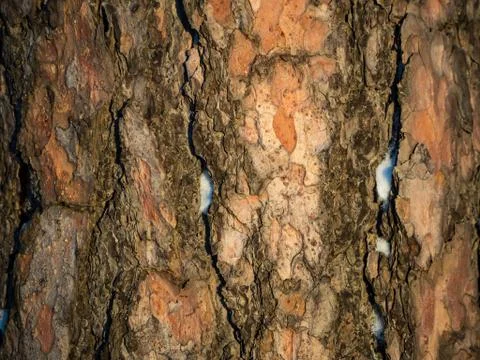 Pine tree bark background in sunlight, Novosibirsk, Russia Stock Photos