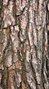 Pine tree bark background texture Stock Photos