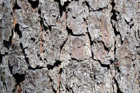 Pine tree bark close up for background Stock Photos