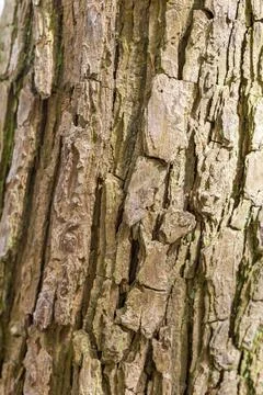 Pine Tree Bark Close Up Background Stock Photos