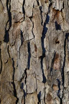 Pine Tree Bark Close Up Background Stock Photos