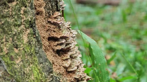 Pine tree bark. Close-up of bark in the forest. Stock Footage 304583859